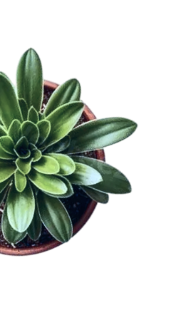 Succulent plant